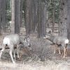 Album - Banff Alberta