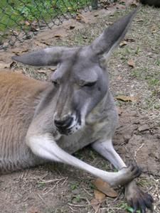 Hier die zweite Ladung an Bildern vom Australia Zoo sowie brandneu von der Lone Pine Koala Sanctuary - enjoy!!!!