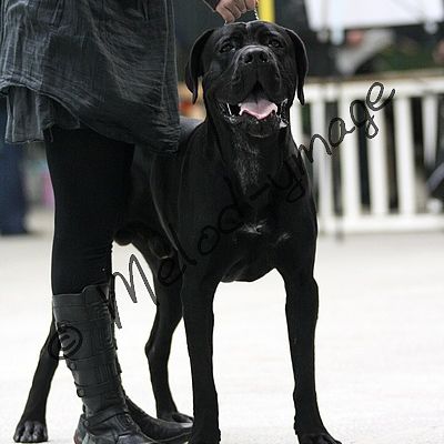 Nationale d'elevage du Cane Corso 2011