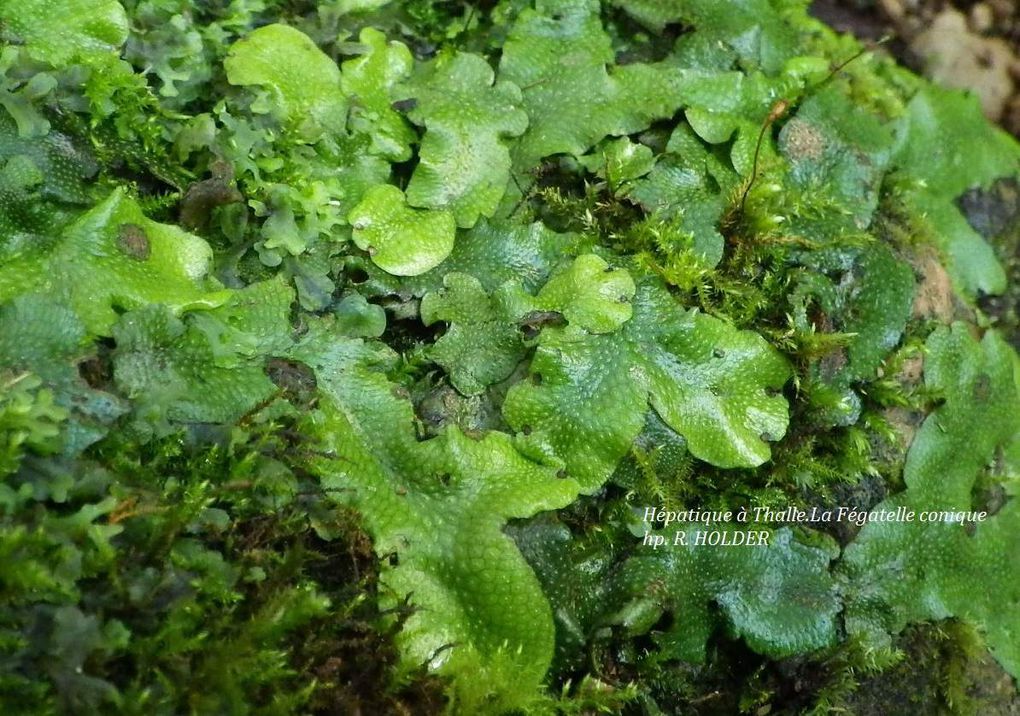 Sortie APIFERA 11 Novembre 2017  PTÉRIDOPHYTES À PUYCELSI AVEC Christian CONRAD Botaniste