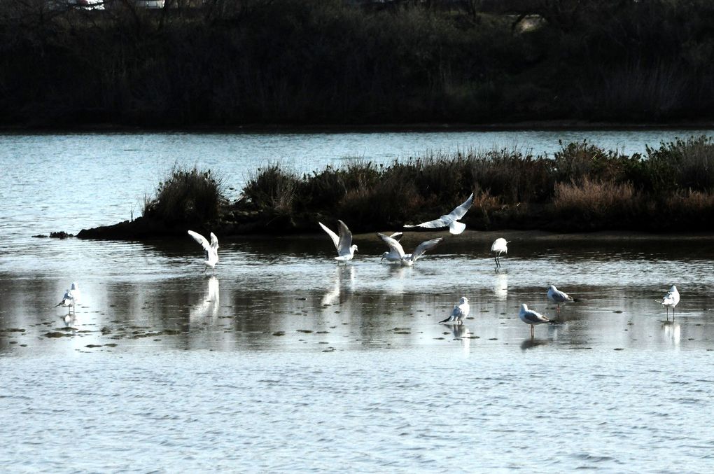 DANS LA LAGUNE DE VILLEPEY