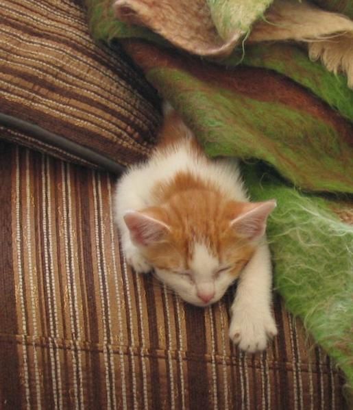 Le petit chaton recueilli dans les poubelles et vite habitué à une vie de luxe et de croquettes à volonté...