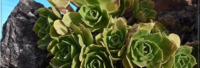 LES SUCCULENTES ECONOMISEUR D’EAU