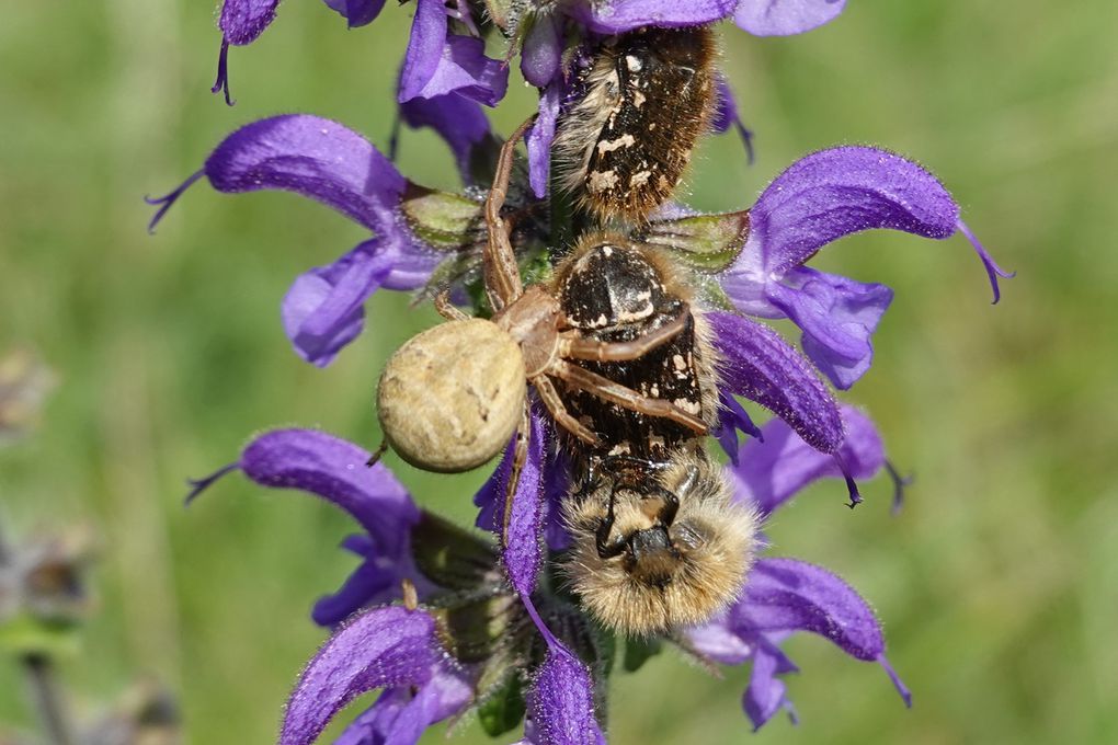 Araignées crabes et leurs proies souvent bien plus grosses qu'elles.