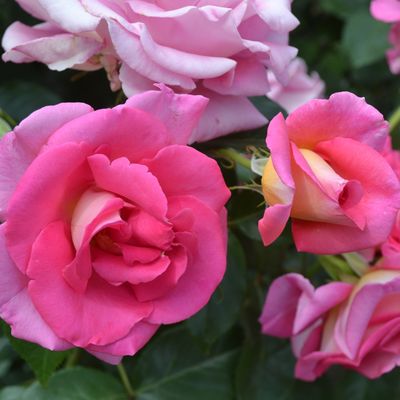 Le cartoscope du mardi 11 novembre 2025