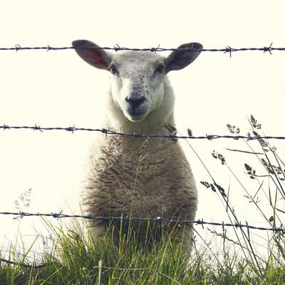 Message pour une nouvelle année