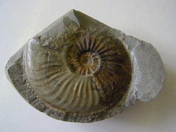 <p>
Cet album reprend une série de fossiles provenant d’Alsace et de Lorraine, originaires de ma collection personnelle.
</p>
<p>
Ils datent du Trias, Jurassique et Lutétien.
</p>
<p>
Excellente visite !
</p>
<p>
Phil « Fossil »
</p>