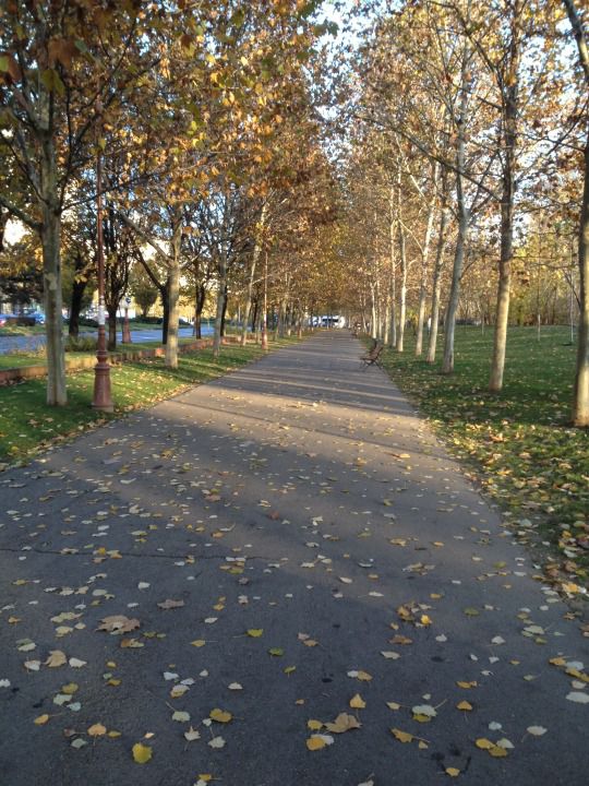 autumn fall dead leaves sidewalk bucharest city street