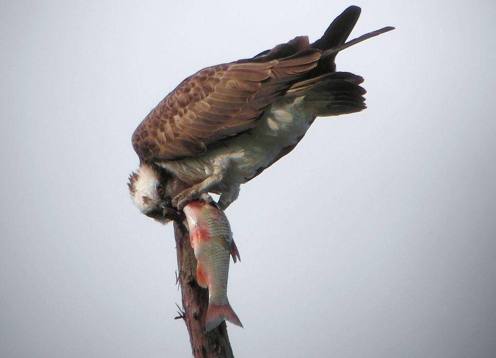 La saison 2012 de l'aire du grand bois, perturbée avec le squatt de l'aire par une famille de Chouettes hulottes...