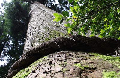 Le sanctuaire d'Hakone ou Hakone Gongen