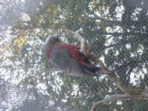 Voici un extrait de notre escapade à Te Anau. Grâce au Wildlife Center, on eu la chance de voir le Kea, le rare Kaka (le perroquet avec un peu de rouge), le Kakariki (l'oiseau en vert et rouge), et bien d'autres... Aussi, dans le camping près du lac de Te Anau, nous avons entrepris de construire une cabane dont l'on peut voir le résultat en image! Enfin, sur la route, il faut savoir que l'on a vu un nombre incroyable de Cerfs car ici, les fermes de cerfs sont assez communes.