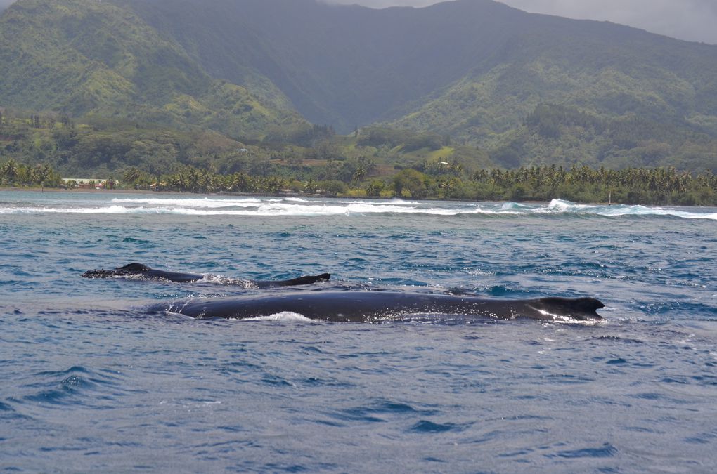 Album - 2012-10-28-Baleines---wake