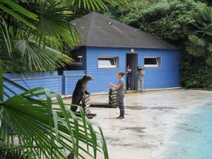 le spectacle des otaries: Wally, Cookie, Jimmy et Lucky... avec l'équipe de tournage de France télévision