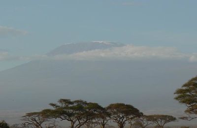 Safari - Jour 6/7 - Masaï Mara - Nairobi - Amboselli (Kilimandjaro) (495 kms + 250 kms)