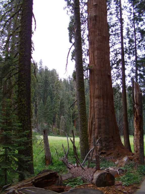 Sequoia National Park (USA)