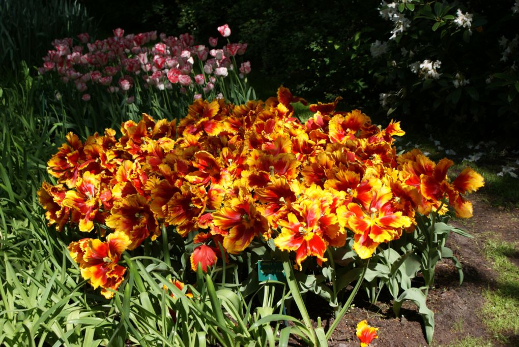 Album - La-route-des-moulins-et-fleurs---mai-2009