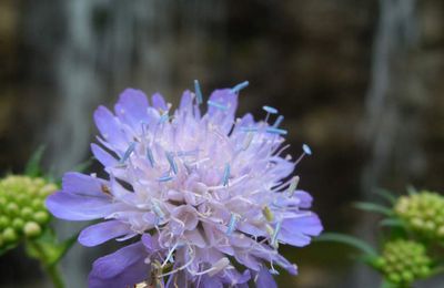 Petites bêtes du Jura