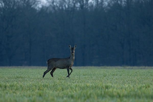 quelques photos de nature, animaux divers et plantes, réalisées pour la plus grande partie dans les environs de mon lieu de vie...
pour en voir plus suivre le lien "passion nature"....