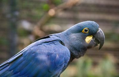 Brésil : Un refuge à São Paulo recrée la Caatinga pour ramener l'ara de Lear dans l'arrière-pays