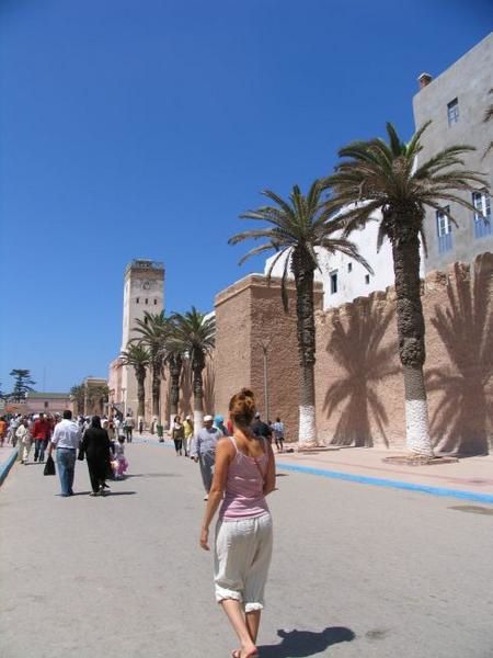 quelques 106 photos d'Essaouira, de son port, de ses mouettes et de ses chats plus ou moins mités