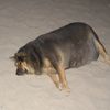 Un chien obèse