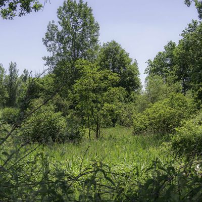 BALADE DANS LA RESERVE NATURELLE DES « PRES ROSIERES – DE RIETBEEMD » A LESSINES AU PRINTEMPS.