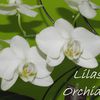 Lilas Orchidée