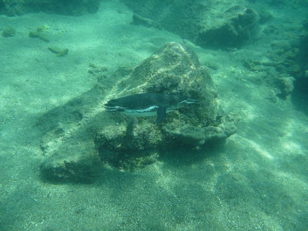 Album de mon deuxième voyage aux îles Galapagos, avec mes parents