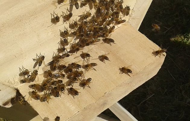 A butiner sans réserve