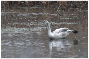 c'est tout gris à l'étang