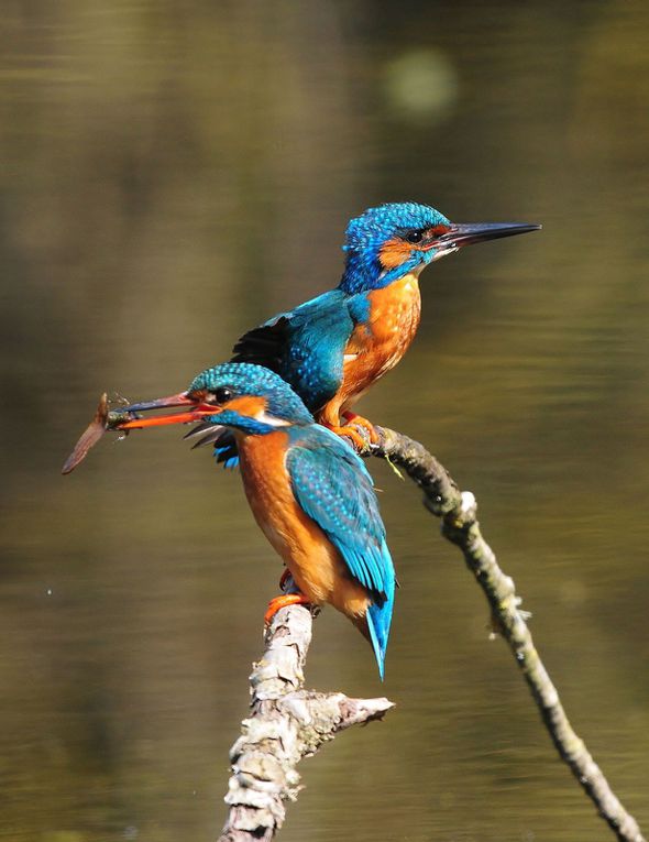 Martins pêcheurs, le couple.