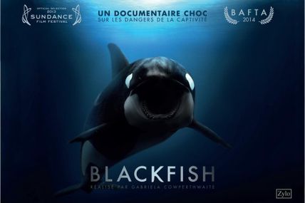 Découvrez le film documentaire "Blackfish, l'orque tueuse" sur ARTE ce 2 juillet