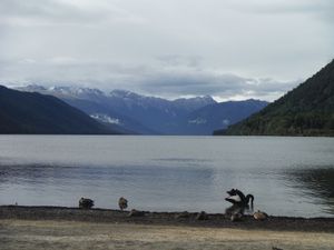Des balades à Nelson Lakes plutôt chouettes avec des paysages magnifiques et le plein d'adrénaline avec le Rafting!