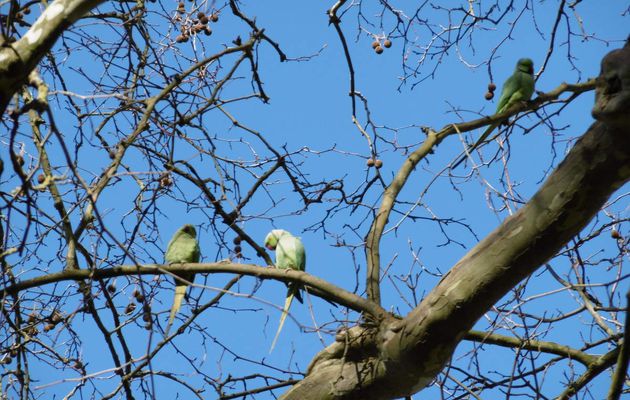 DES PERRUCHES VERTES DANS LE PARC