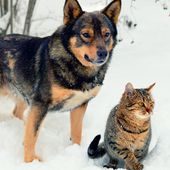 Comment bien protéger ses chats et chiens du froid hivernal