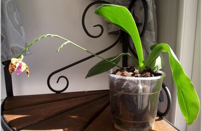 Phalaenopsis Tigress