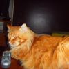 Maine coon Freystyle