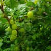 Petits fruits du jardin.