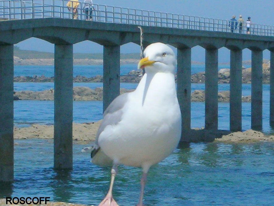 Album - Voyage 2010 - Roscoff &amp; Batz