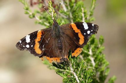 Une atalanta vanessa