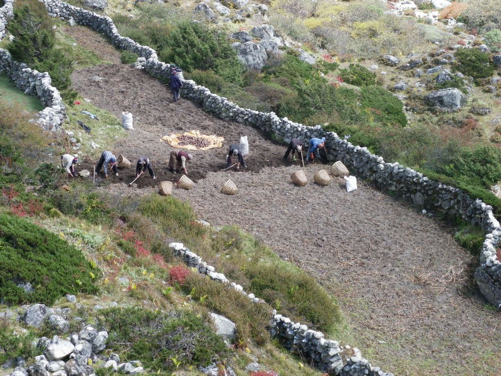 De Tenboche à Dingboche