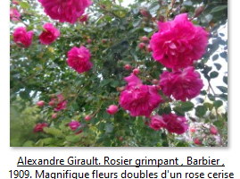 Mes rosiers fleuris en Mai 2023