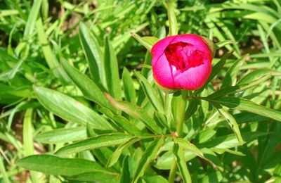 Pivoine herbacée