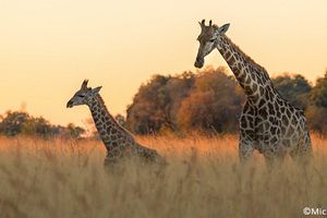 La girafe désormais éteinte dans sept pays