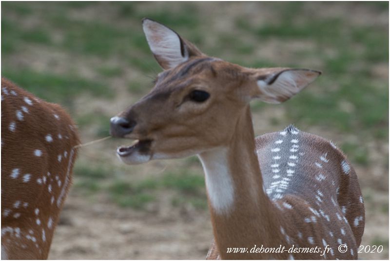 Comme toutes les espèces de cervidés, à l'exception du renne, le cerf axis a l'extrémité du mufle, autour des naseaux, totalement dépourvue de poils.