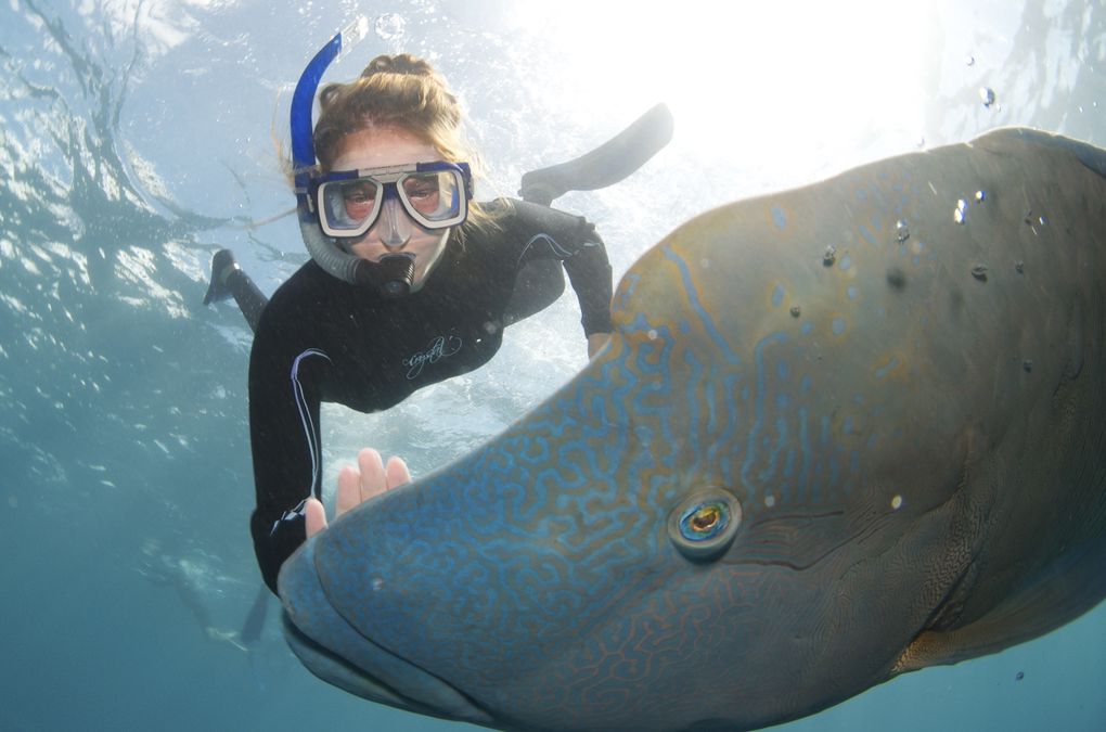 Dans le climat tropical du Queensland