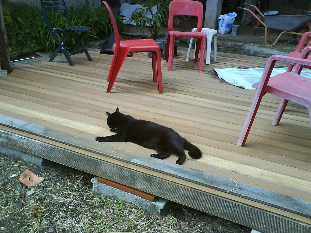 la nouvelle vie du jardin en avril 2011