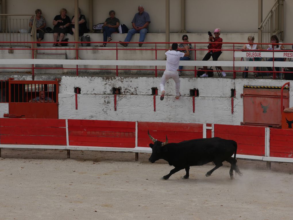 course de taureaux jeunes le 18 septembre 2020