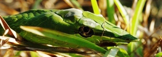 Le serpent liane (Oxybelis fulgidus)