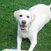 Le Labrador : chien d'exterieur ou d'interieur